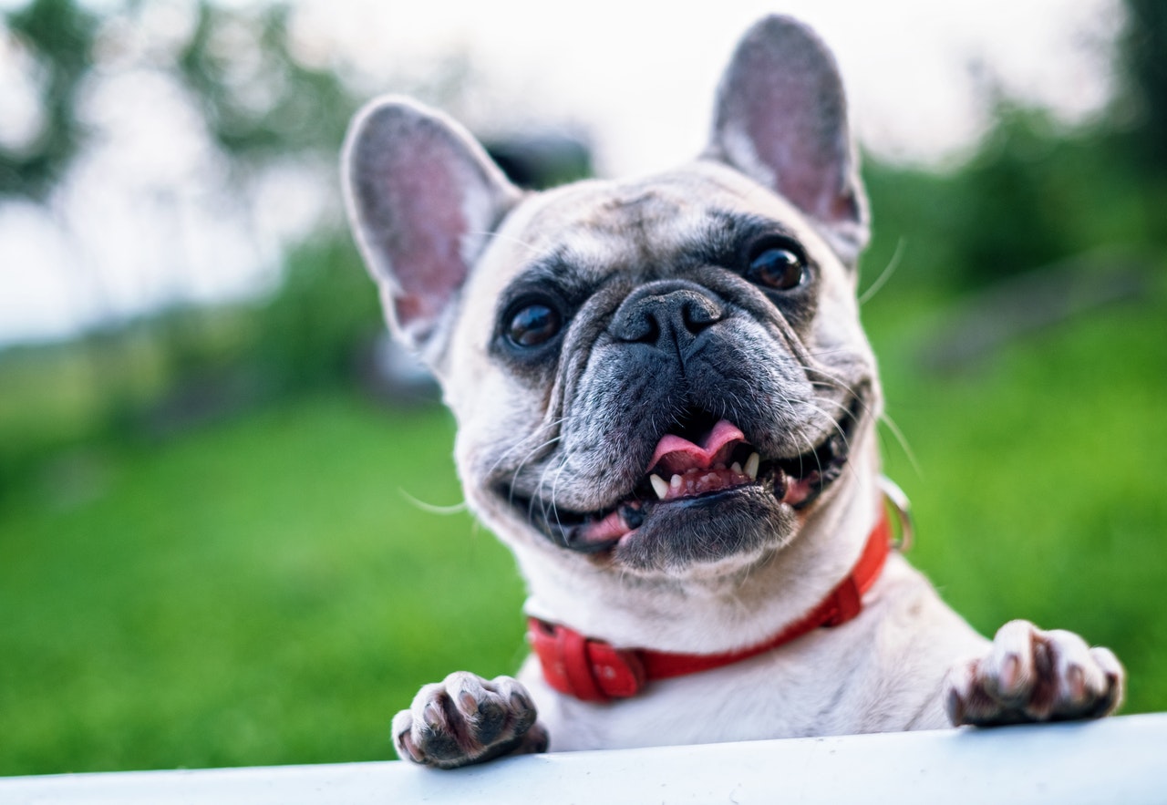 Bulldog sonriente
