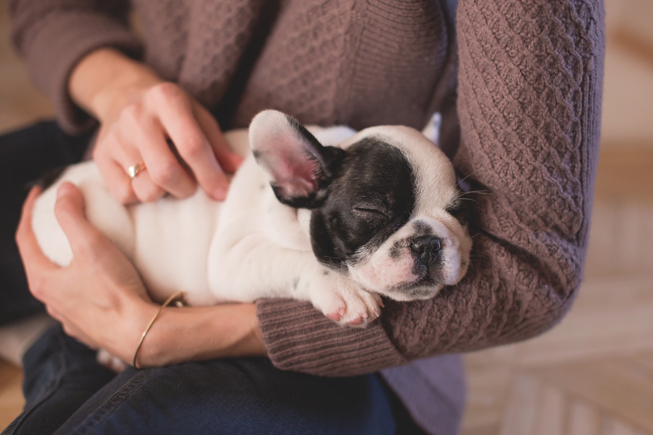 Bull dog durmiendo