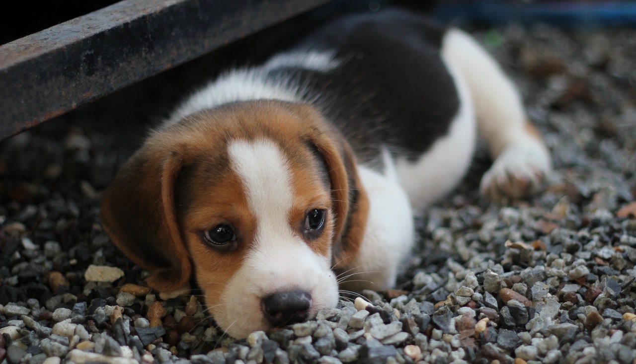 Cachorrito muy tierno durmiendo