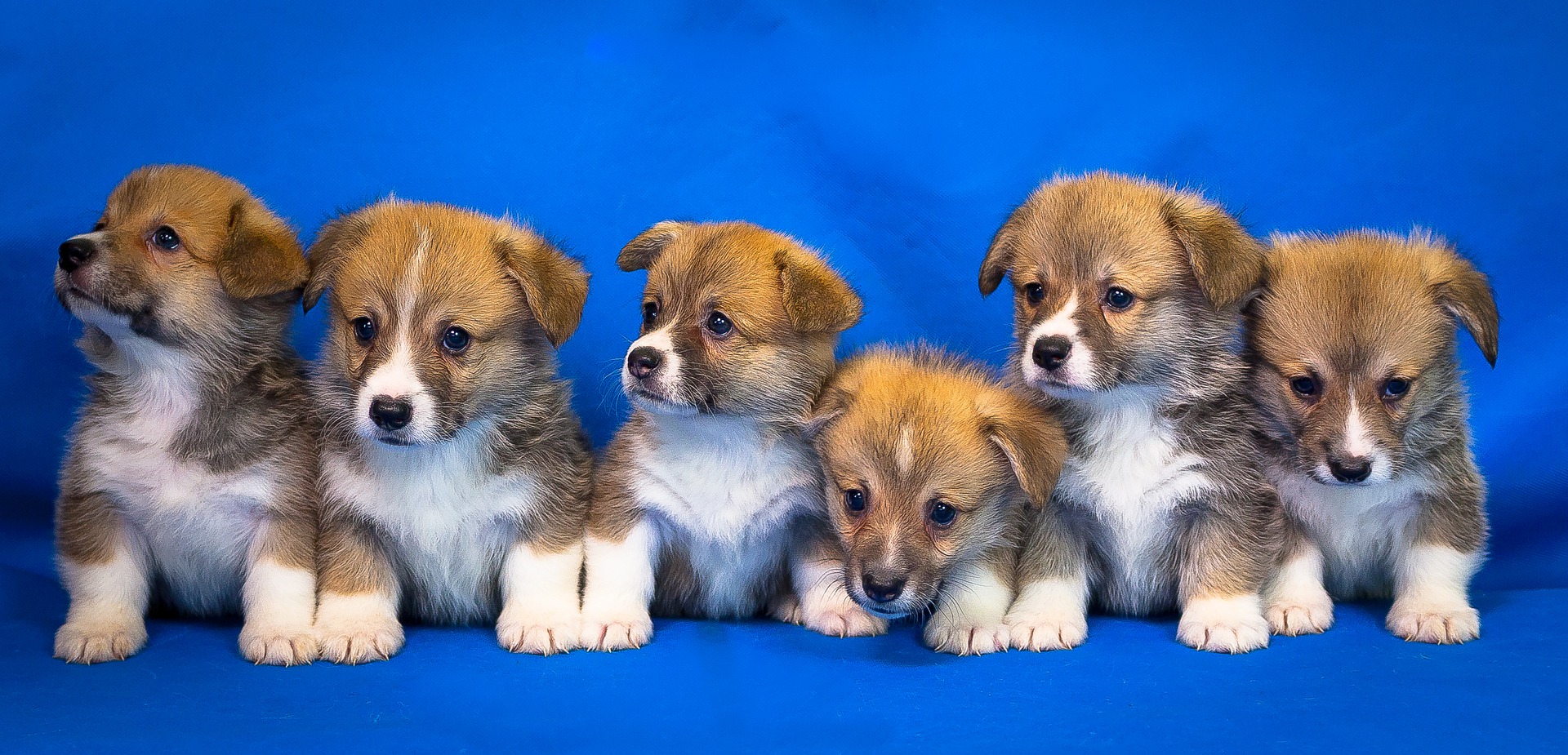 Cachorros juntos