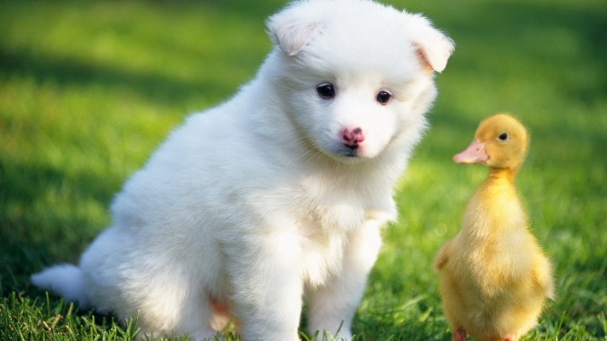 Un perro y un pato en compañía