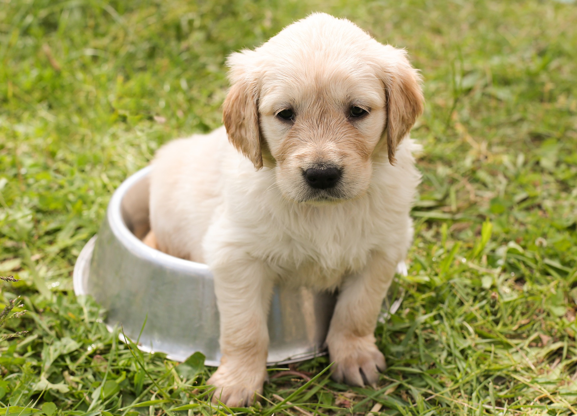 Cachorro sentado en su plato de comida