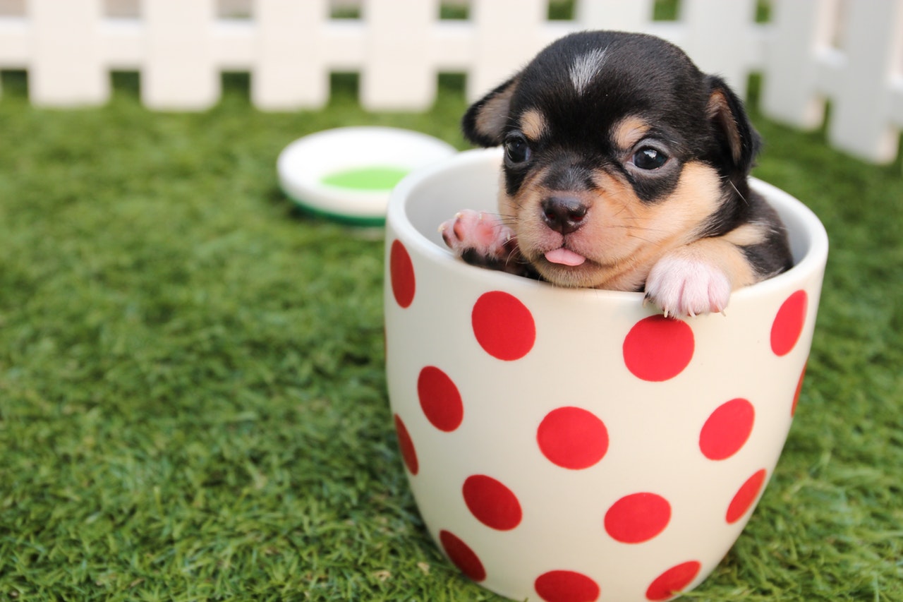 Chihuahua tierno dentro de una taza
