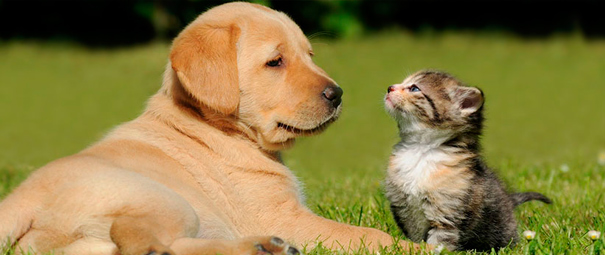 Un perro y un gato en compañía