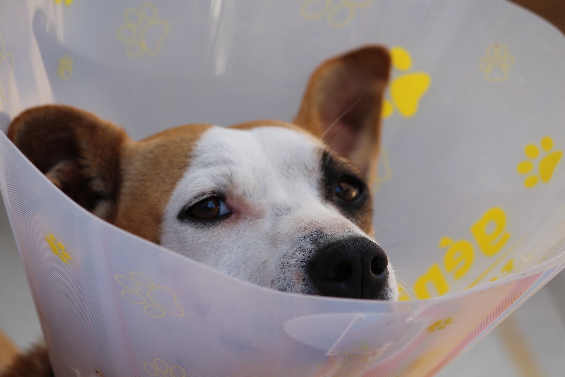 Perro asistido por veterinario