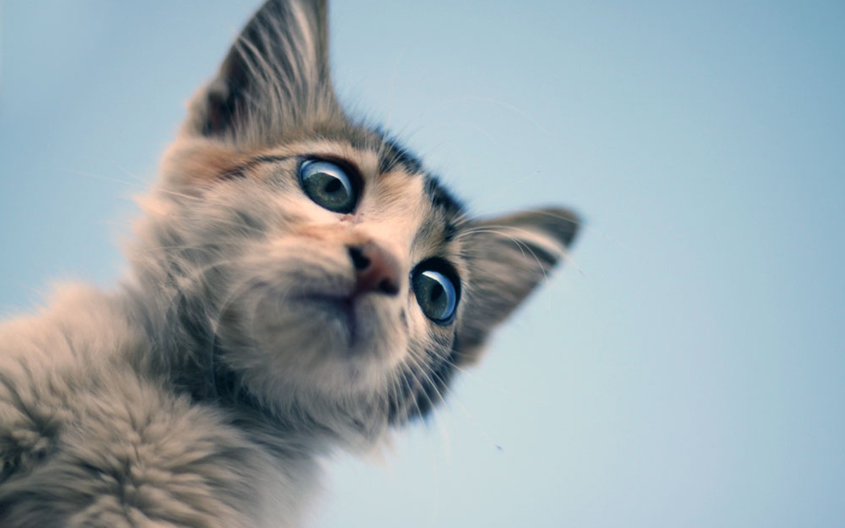 Gato con ojos azules
