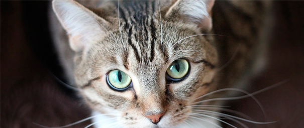Gato color tigre