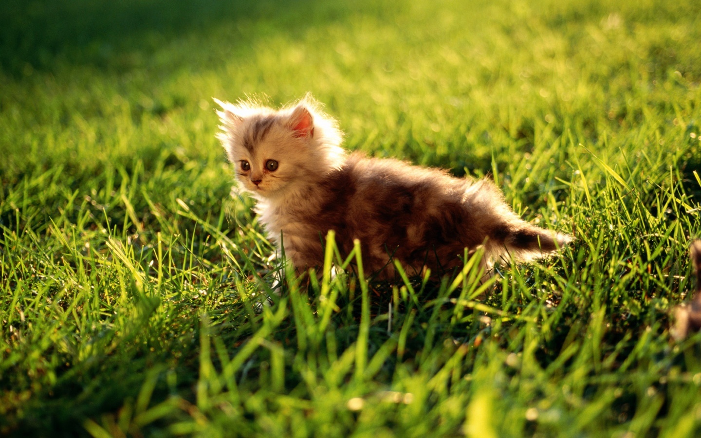 Gato caminando en jardín