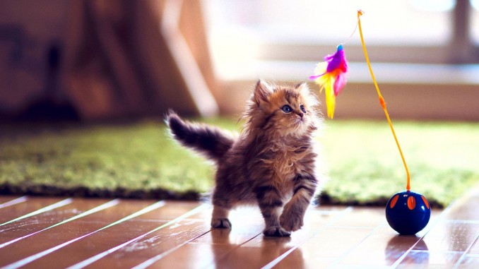 Gato jugando