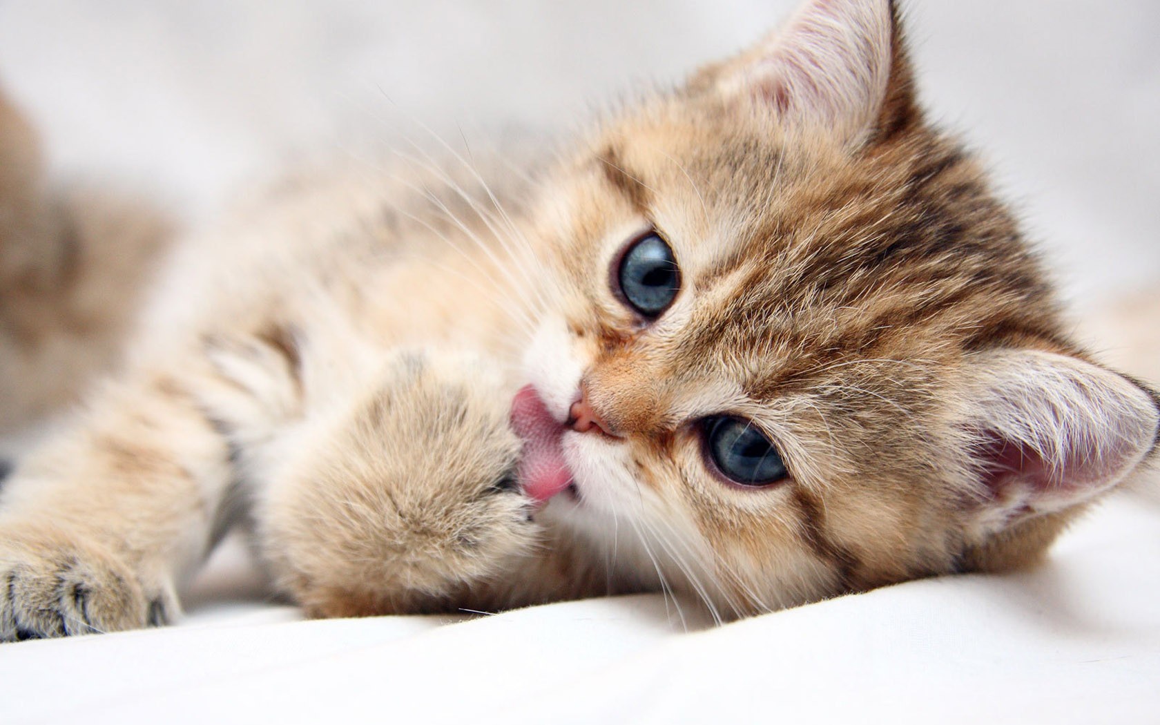 Gato muy tierno