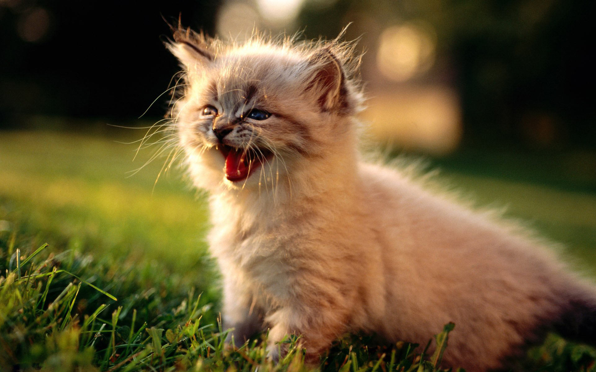 Gato sonriendo