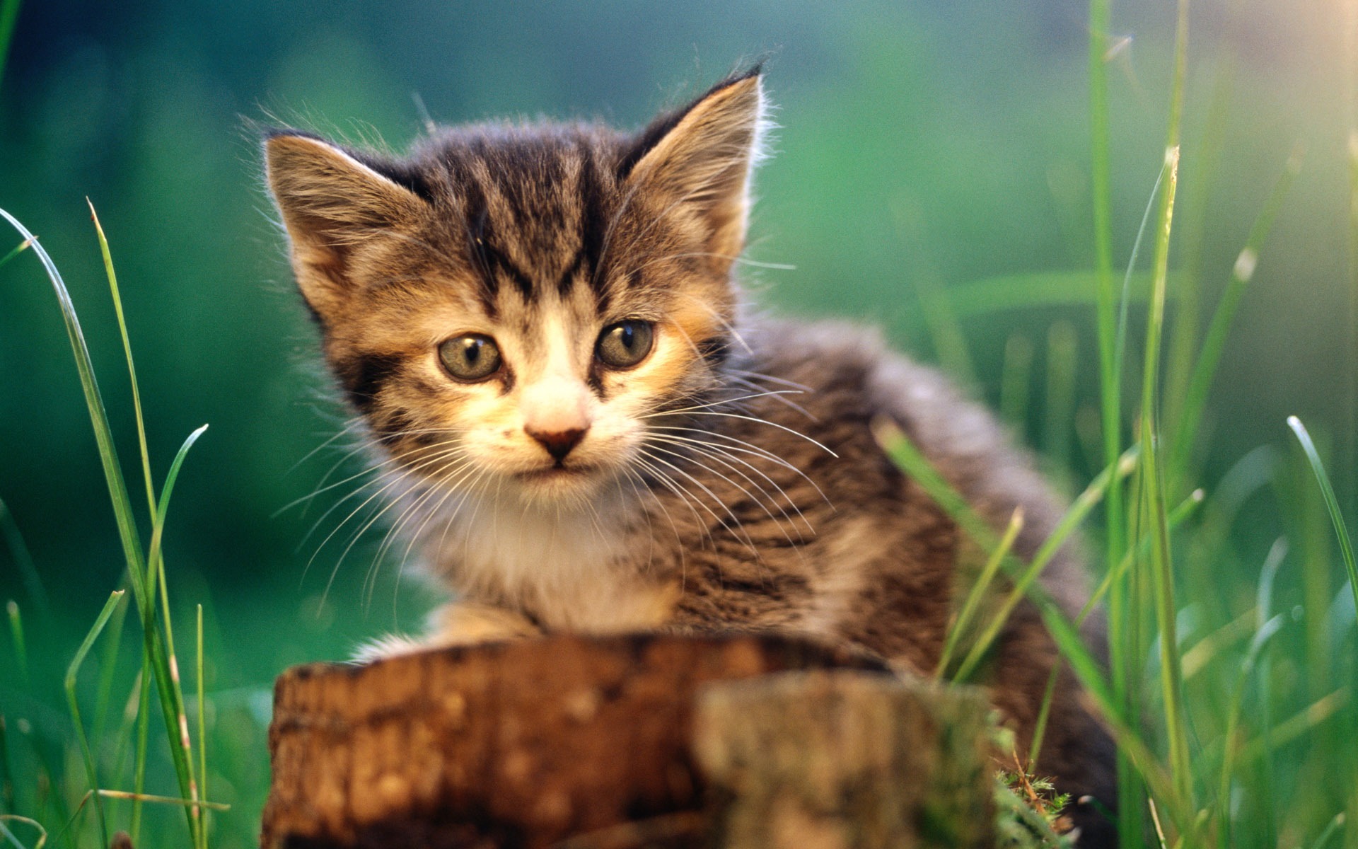 Gato tierno