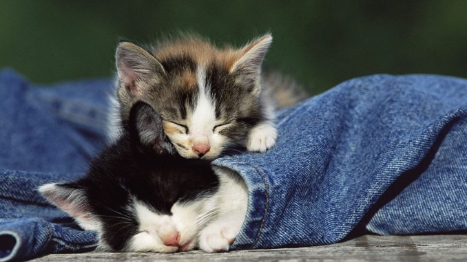 Gatos recién nacidos