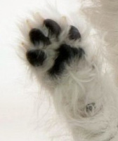 Huella de un cachorro