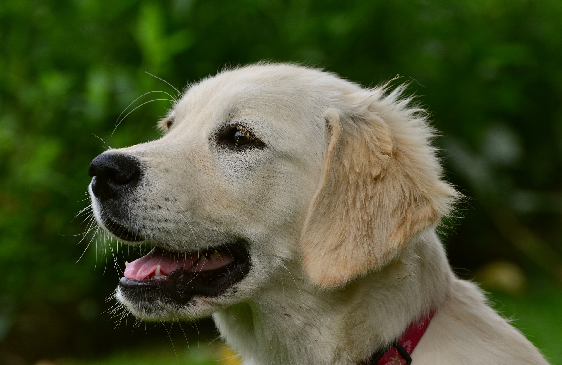 Perro sonriendo frente a la cámara