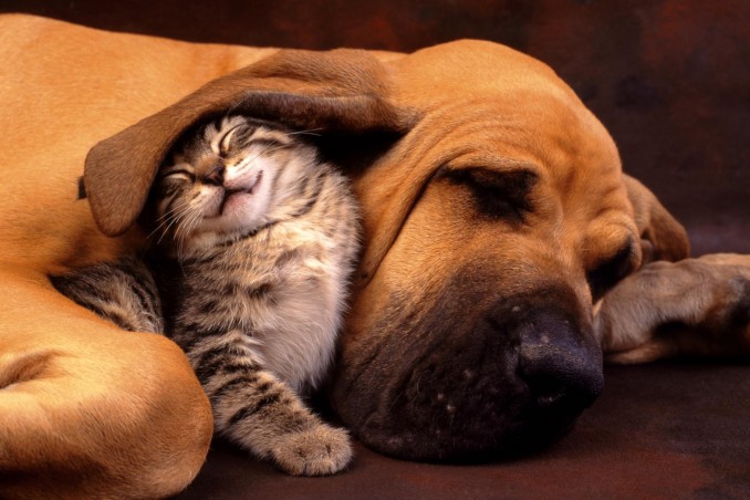 Perro y gato juntos