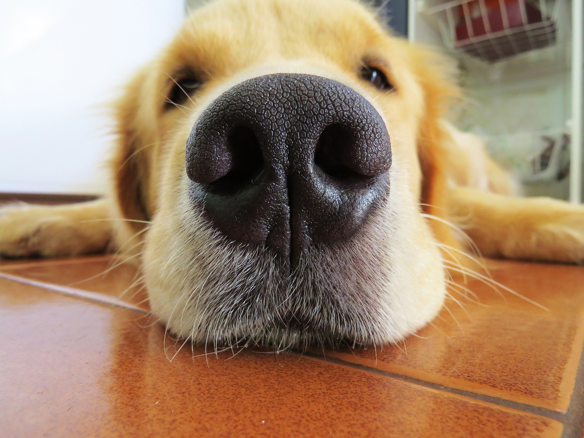 Perro frente a la cámara