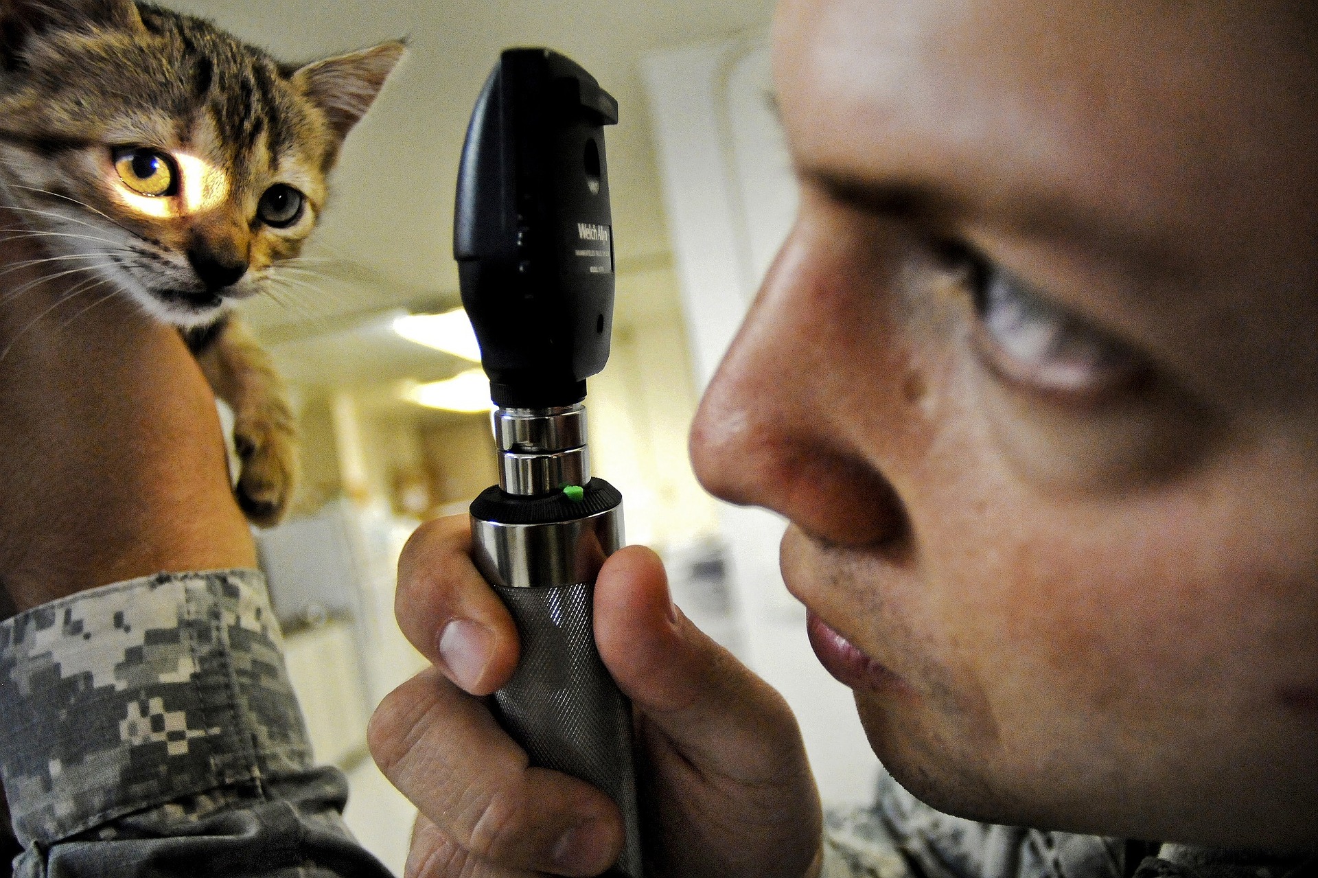 Veterinario de gatos