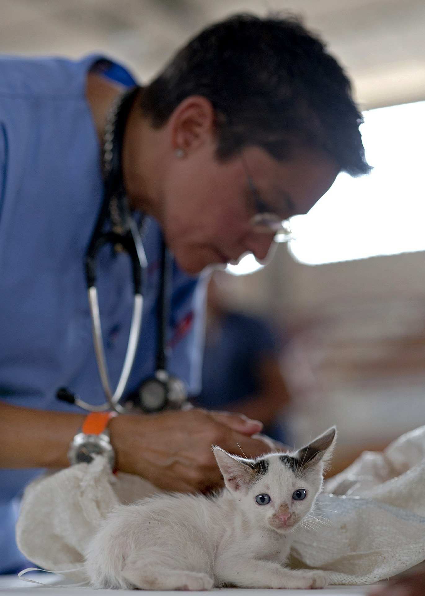 Veterinario de gatos