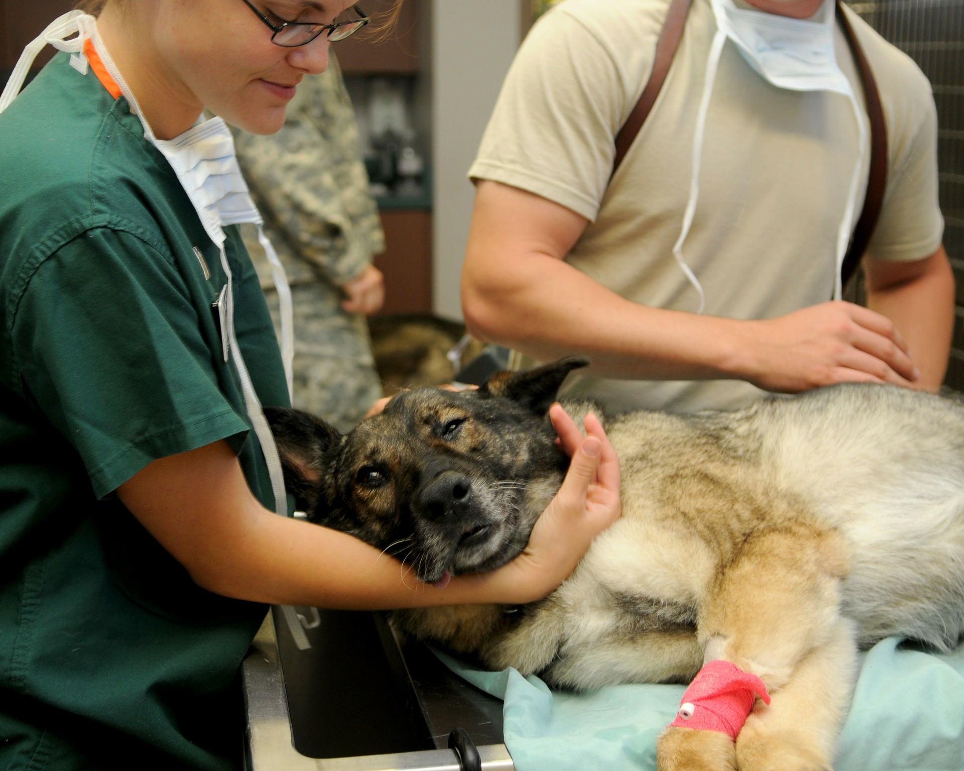 Veterinarios ayudando a mascota